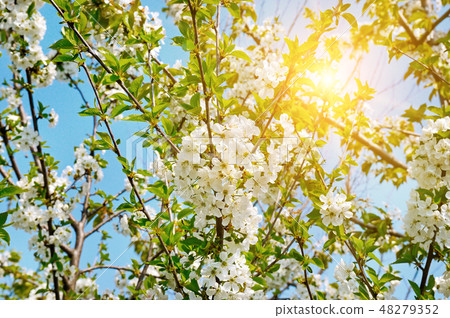 Beautifully blossoming tree branch. Beautifully blossoming tree branch. 48279352