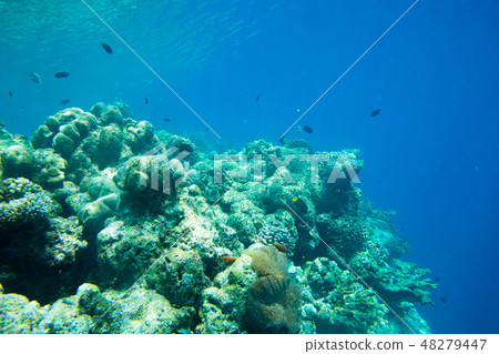 Underwater world landscape 48279447