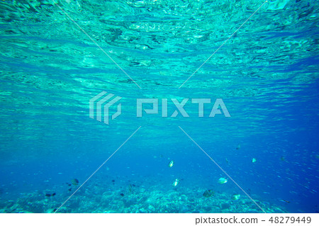 underwater scene with copy space underwater scene with copy space 48279449