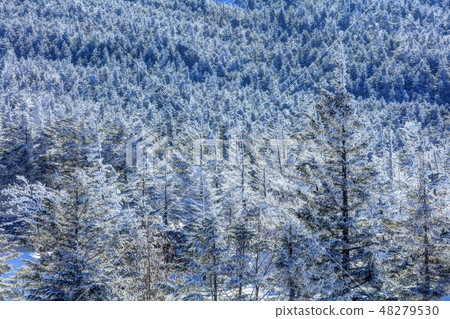 斯諾伊校長 斯諾伊校長 48279530