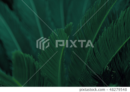 Palm leaves dark green background 48279548