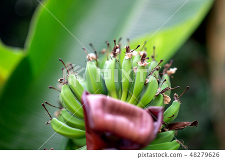 Banana trees with fruits and flower Banana trees with fruits and flower 48279626