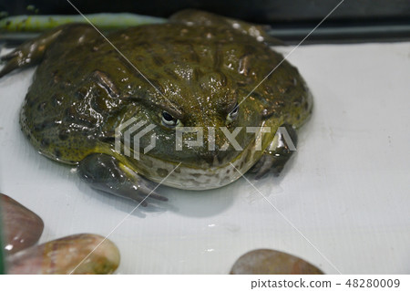 Water frog or Toad-Bull (Pyxicephalus abspersus) 48280009