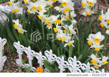 水仙 48281174