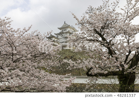Cherry blossoms at Himeji castle 48281337