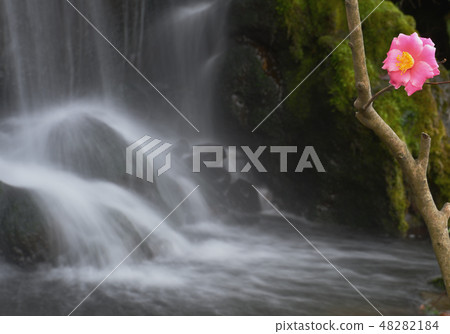 瀑布的Tsubaki 48282184