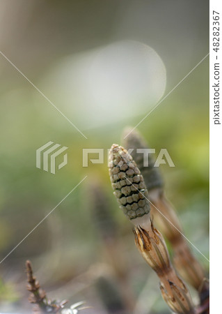 Tottori Four Seasons Walk Spring Flower Tottori Four Seasons Walk Spring Flower 48282367