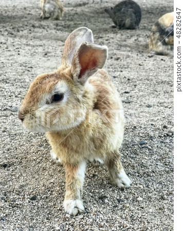 Usagi Okunoshima Usagi Okunoshima 48282647