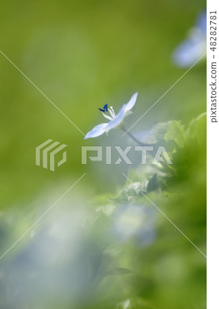 Tottori Four Seasons Walk Spring Flower 48282781