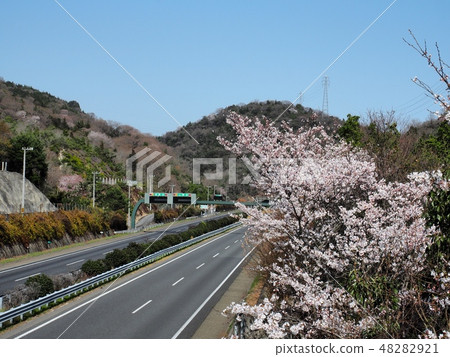 春天高速公路三洋高速公路和櫻花櫻花高速公路櫻花 48282921