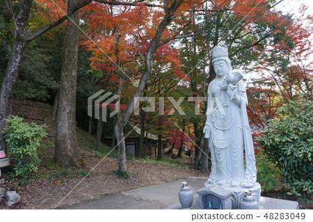 Kannon Bodhisattva and autumn leaves 48283049