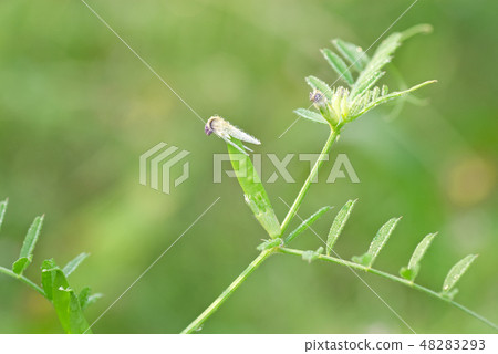 Karasuno peas Karasuno peas 48283293