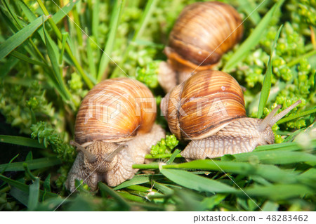 three snails are crawling in the green grass three snails are crawling in the green grass 48283462