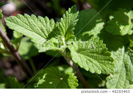 lemon balm in the garden close up macro lemon balm in the garden close up macro 48283463