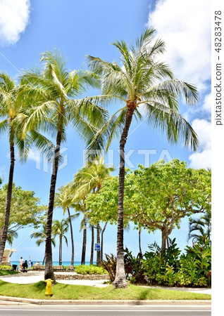 Holidays in Hawaii 48283478