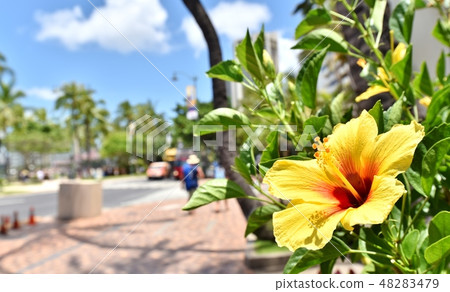Holidays in Hawaii 48283479