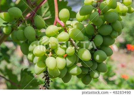 Immature bunch of grapes in the garden close up Immature bunch of grapes in the garden close up 48283490