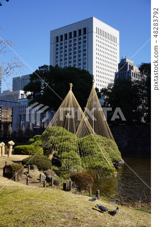 東京 - 日比谷公園的心魚池雪松樹 東京 - 日比谷公園的心魚池雪松樹 48283792