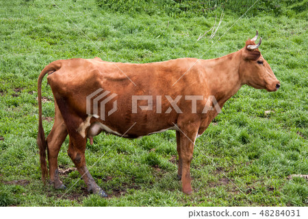 cow standing on a meadow in the village 48284031