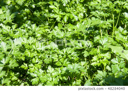 Fresh parsley growing in the garden as a background 48284040