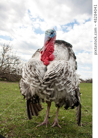 turkey male or gobbler closeup on green grass with blue sky 48284041