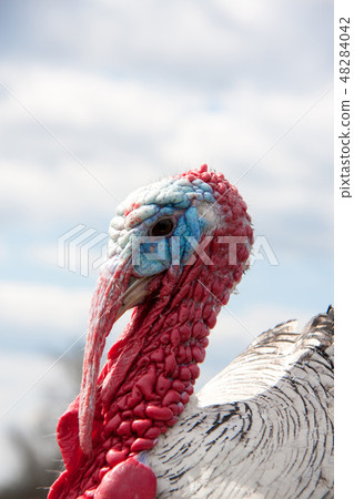 turkey male or gobbler closeup on the cloudy sky background turkey male or gobbler closeup on the cloudy sky background 48284042