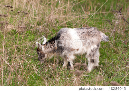 One little kid goat is grazing on the grass 48284043