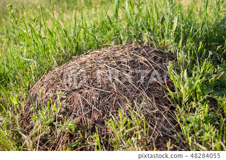 Anthill on the green grass close up Anthill on the green grass close up 48284055