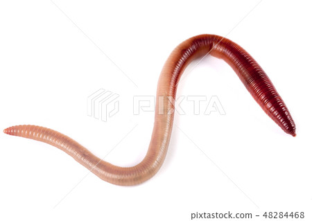 one earthworms isolated on white background one earthworms isolated on white background 48284468
