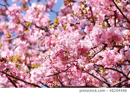 Kawazu cherry tree Kawazu cherry tree 48284486