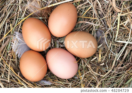 five chicken eggs lying in the nest of straw. Top view 48284729