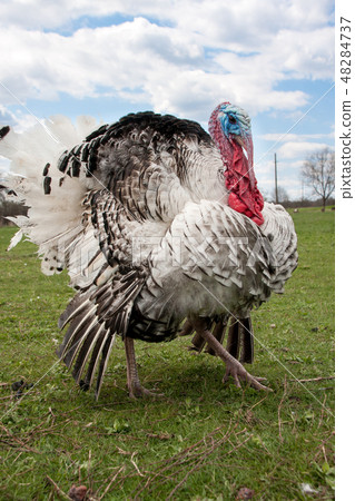 turkey male or gobbler closeup on the blue sky background turkey male or gobbler closeup on the blue sky background 48284737