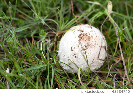 one mushroom on the grass in the forest one mushroom on the grass in the forest 48284740