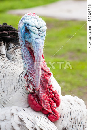 Portrait of a turkey male or gobbler closeup on a green background Portrait of a turkey male or gobbler closeup on a green background 48284746