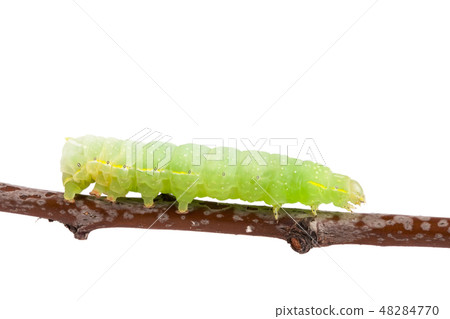 Green caterpillar on stick isolated on white background 48284770