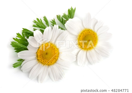 two chamomile or daisies with leaves isolated on white background two chamomile or daisies with leaves isolated on white background 48284771