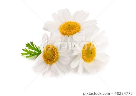 Three chamomile or daisies with leaves isolated on white background 48284773