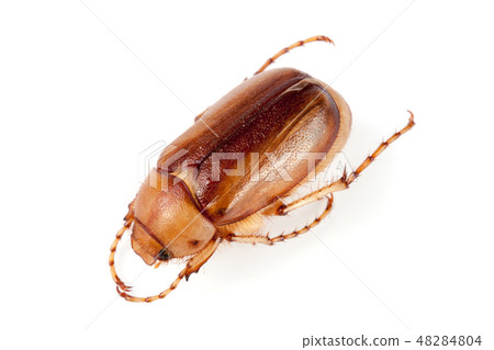May beetle or Cockchafer or Melolontha isolated on white background May beetle or Cockchafer or Melolontha isolated on white background 48284804