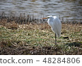 Heron 48284806