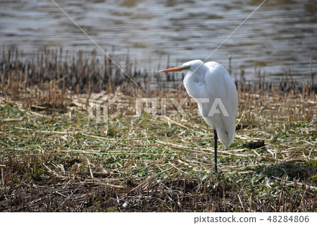 Heron Heron 48284806
