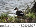 Duck 48284807