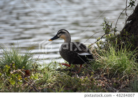 Duck Duck 48284807