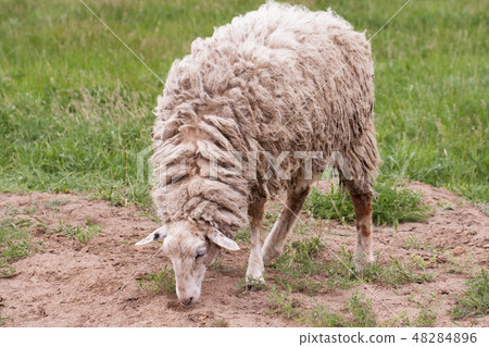 Sheep with dirty wool grazing in a meadow Sheep with dirty wool grazing in a meadow 48284896