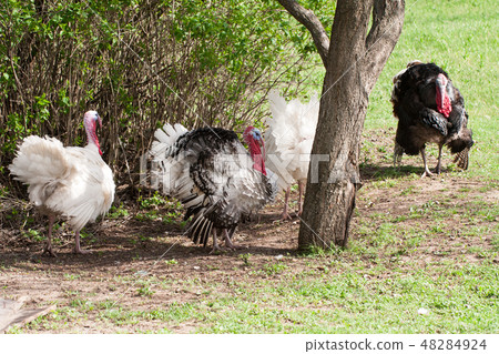 turkey male or gobbler grazing on a green grass background turkey male or gobbler grazing on a green grass background 48284924