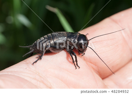 hand holding field cricket outdoors. Gryllus campestris hand holding field cricket outdoors. Gryllus campestris 48284932