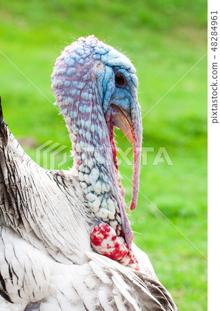 Portrait of a turkey male or gobbler closeup on a green background Portrait of a turkey male or gobbler closeup on a green background 48284961