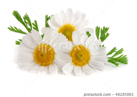 Three chamomile or daisies with leaves isolated on white background 48285001