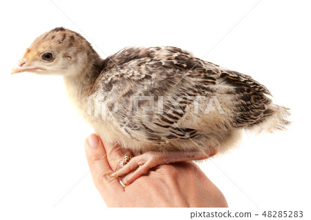 Chicken turkey sitting on a handisolated on a white background Chicken turkey sitting on a handisolated on a white background 48285283