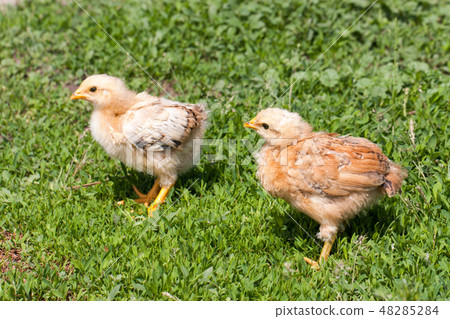 two yellow baby chicken in the green grass 48285284