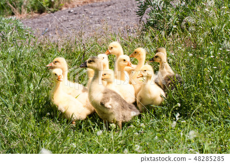 A flock of little geese grazing in green grass A flock of little geese grazing in green grass 48285285